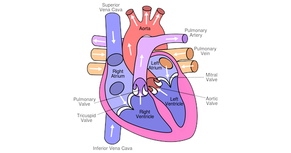 Mnemosyne Functionality