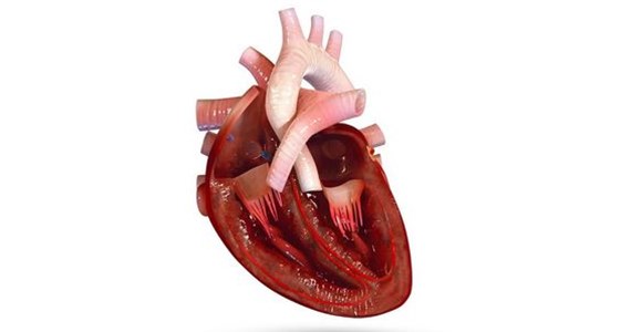 Human heart split.JPG