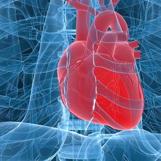 human heart in cheast case.jpg